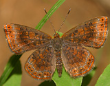 Northern Metalmark