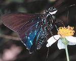 Mangrove Skipper