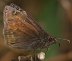 Juvenal's Duskywing