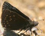 Sleepy Duskywing 