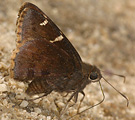 Southern Cloudywing