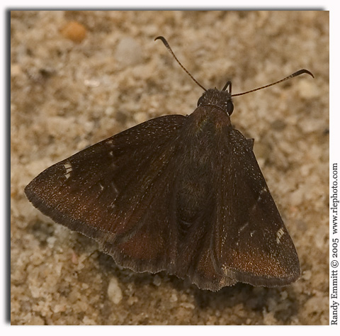 Confused Cloudywing, Thorybes confusis