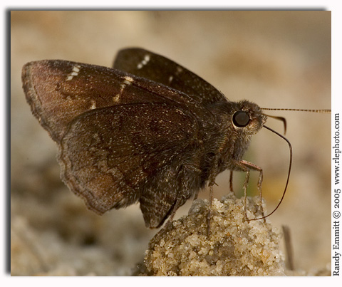Confused Cloudywing, Thorybes confusis
