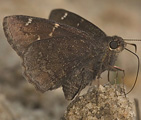 Confused Cloudywing