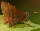 Northern Cloudywing