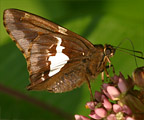 Silver-spotted Skipper