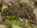 Hayhurst's Scallopwing