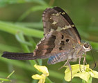 Long-tailed Skipper