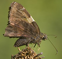 Golden-banded Skipper