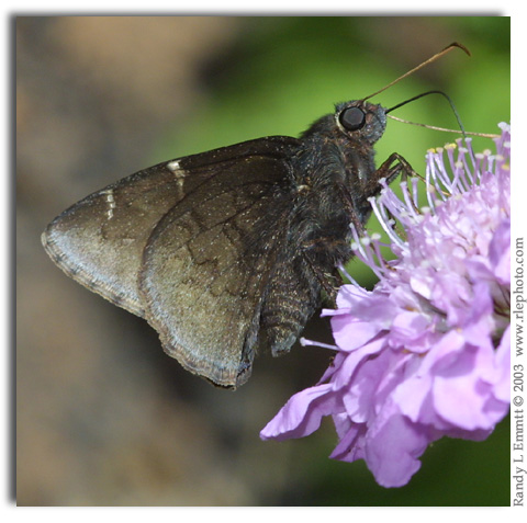 Northern Cloudywing, Thorybes pylades