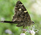 Dorantes Longtail