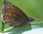 Dreamy Duskywing