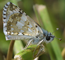 Common Checkered Skipper