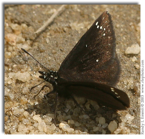 Common Sootywing, Pholisora catullus (male)