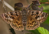 Mottled Duskywing