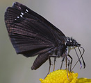 Common Sootywing