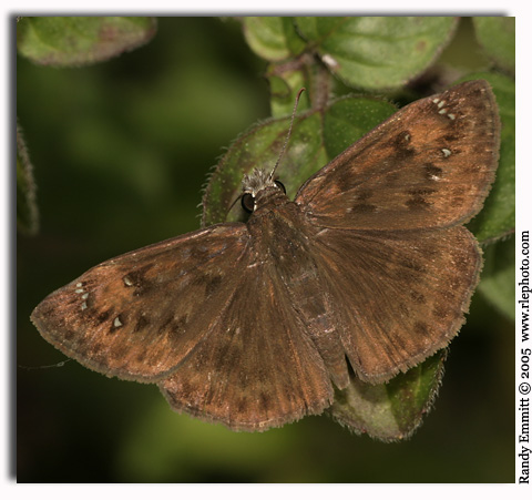 Horace's Duskywing, Erynnis horatius (male)