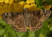 Horace's Duskywing