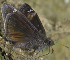 Wild Indigo Duskywing