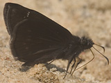 Zarucco Duskywing