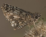 Tropical Checkered-Skipper