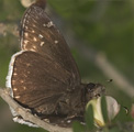 Funereal Duskywing