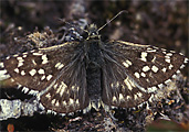 Grizzled Skipper