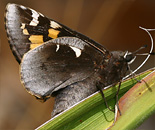 Yucca Giant-Skipper