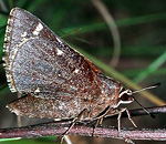 Cofaqui Giant-Skipper