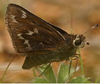 Cobweb Skipper