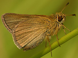 Swarthy Skipper