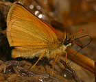 European Skipper