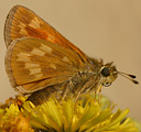 Indian Skipper