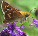 Leonard's Skipper