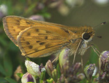 Fiery Skipper