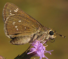 Dotted Skipper