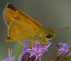 Meske's Skipper