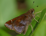 Clouded Skipper