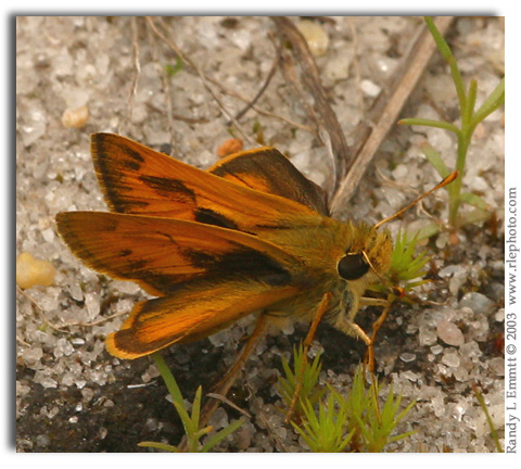 Whirlabout, Polites vibex (male)