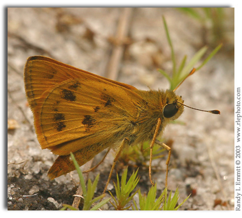 Whirlabout, Polites  vibex  (male)