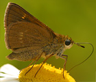 Crossline Skipper