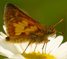 Peck's Skipper