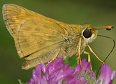  Sachem (male)