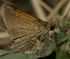 Tawny-edged Skipper