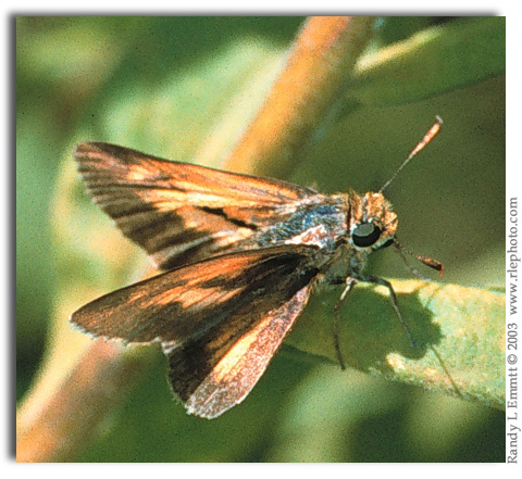 Palatka Skipper, Euphyes pilatka  (male)