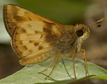 Zabulon Skipper (male)