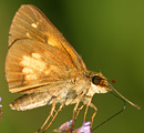 Broad-winged Skipper