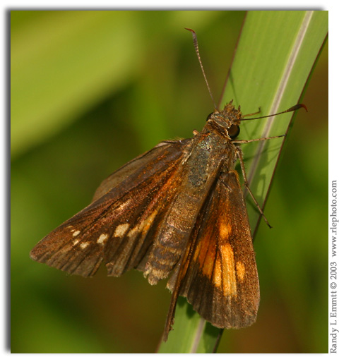 Broad-winged Skipper, Poanes viator (female)