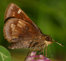 Hobomok Skipper (female)