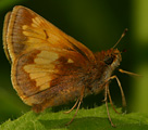 Hobomok Skipper (male)